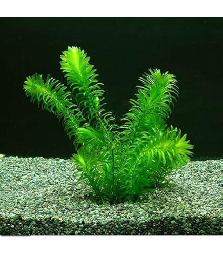 Amazon | 水草 金魚藻にも最適です 状態にこだわったアナカリス